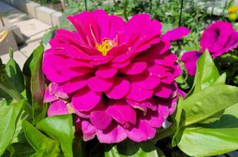 Magenta Zinnia