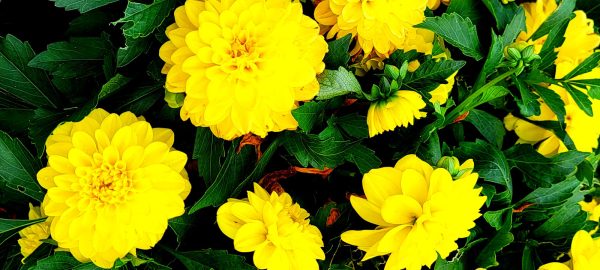 MGT images: Dahlia Yellow