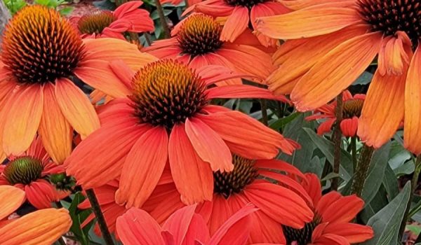 MGT-Echinacea-Coneflowers-2