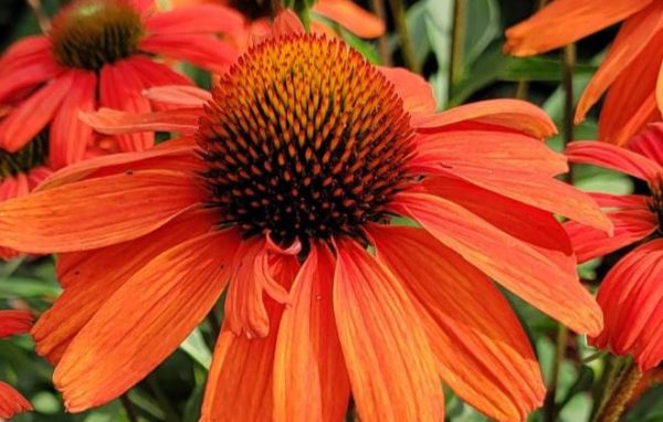 MGT-Echinacea-Coneflowers