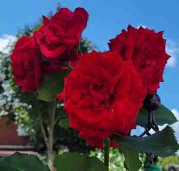 MGT Roses Red