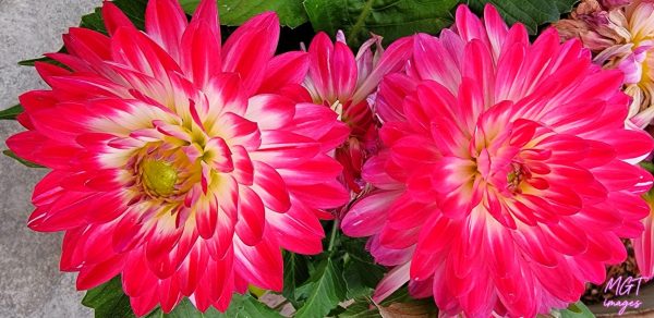 MGT-dahlias-pink-white