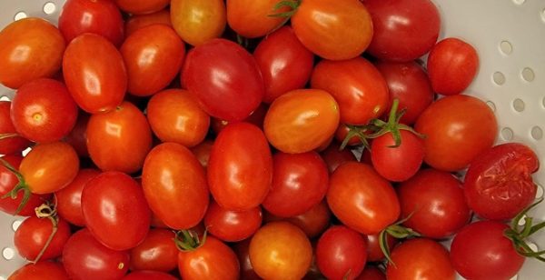 MGT-tomatoes-1
