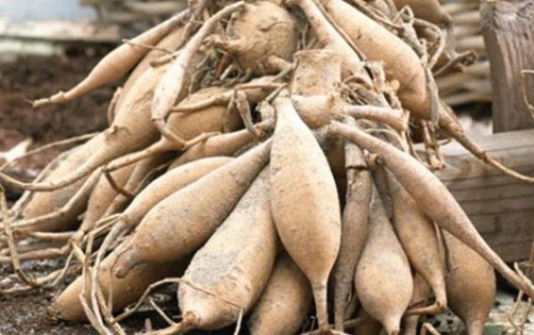 X-MGT-dahlia-tubers-1