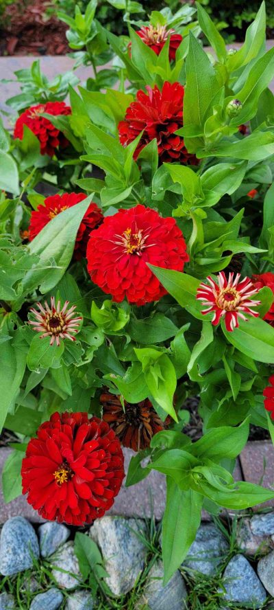 zinnias-2