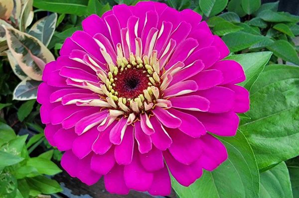 zinnias-4